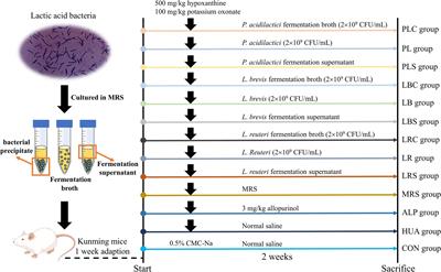 Study on the mechanism of lactic acid bacteria and their fermentation broth in alleviating hyperuricemia based on metabolomics and gut microbiota